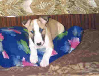 ������ ����� English Bull Terrier