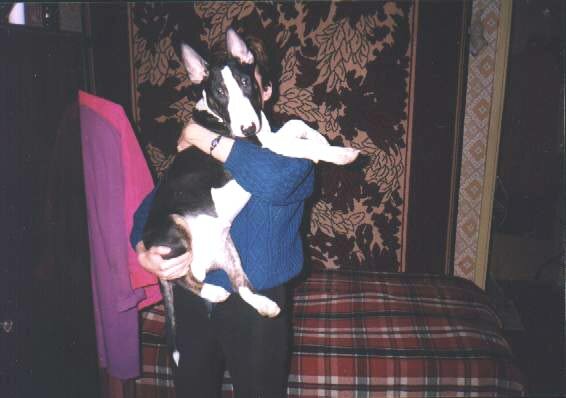 puppies gallery