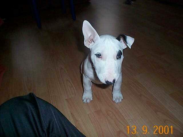 puppies english bull terrier