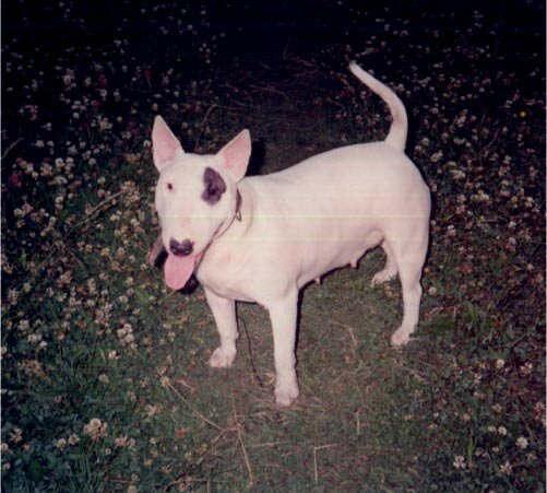 puppies foto  bullterrier
