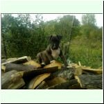 dog